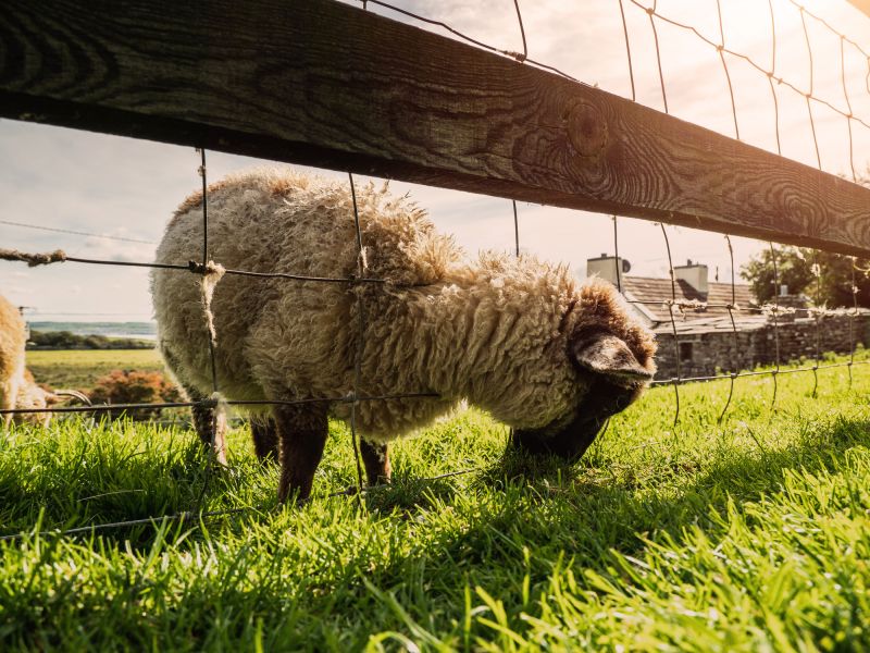 Goat Farm Fence Installation