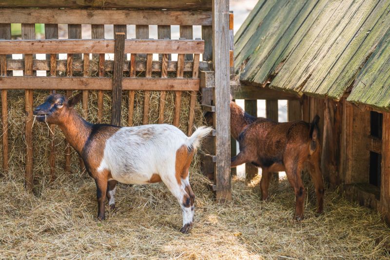 Goat Farm Fence Installation