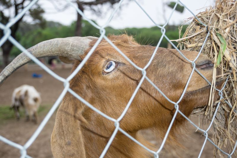Local Goat Farm Fence Installation pros at work